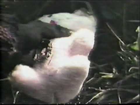 trailer alarido de terror chaneque (1991) Hugo Stiglitz Roberto Ballesteros