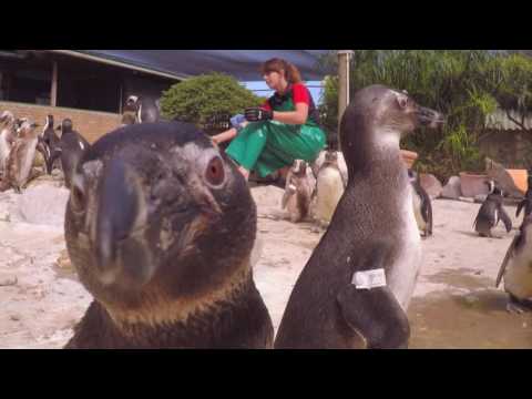 Penguin A&E With Lorraine Kelly