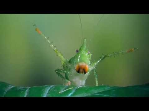 Bugs! A Rainforest Adventure - OFFICIAL TRAILER