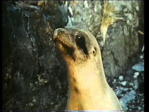 The Golden Seal (1983) Roadshow Home Video Australia Trailer