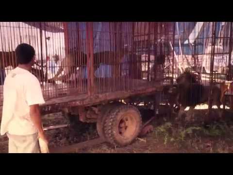 Lion Ark: Original Sampler