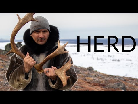 Trailer - HERD: Inuit Voices on Caribou