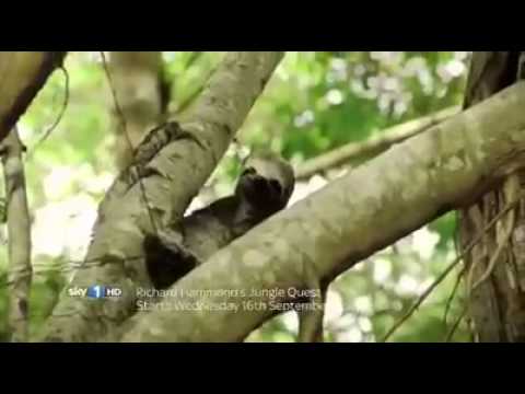 Richard Hammond's Jungle Quest promo