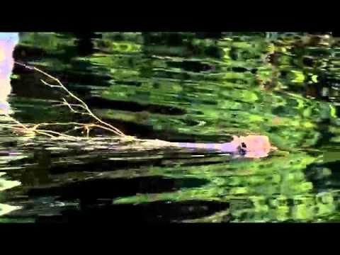 The Adventures Of White Tuft - Trailer