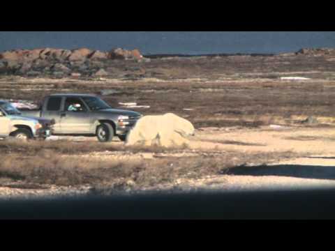 THE LAST DOGS OF WINTER trailer | Festival 2011