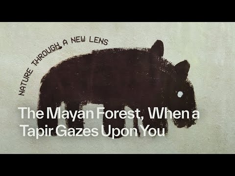 The Mayan Forest: When A Tapir Gazes Upon You | Nature Through a New Lens | On the Edge