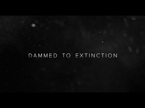 Dammed to Extinction - Official Trailer