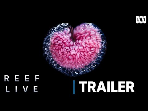 Reef Live | Official Trailer