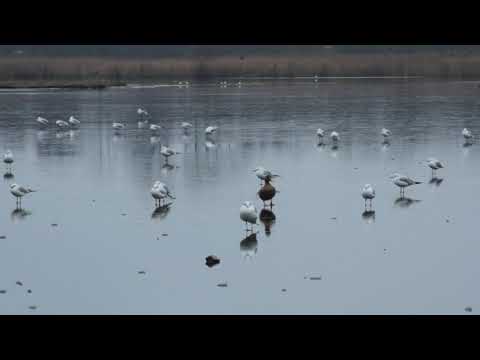 The Birds Changed Names And The World Turned Into Ice / Trailer / 27th Ji.hlava IDFF