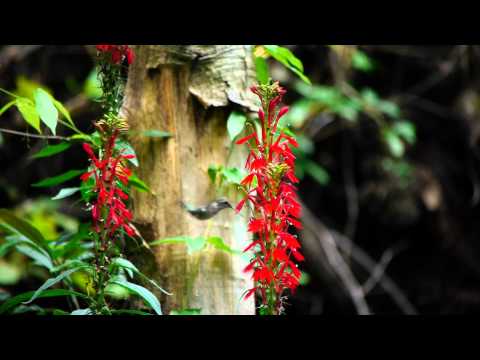 Smoky Mountain Explorer - Seasons of the Smokies Trailer