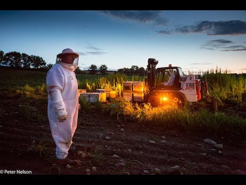 The Pollinators (Trailer) - SF Green Film Festival 2019