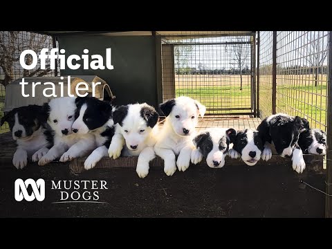 Muster Dogs Season 2 Official Trailer | ABC Australia