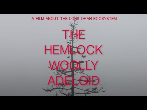 The Hemlock Woolly Adelgid - Trailer
