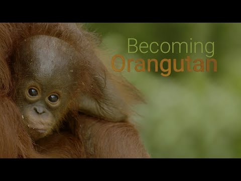 BECOMING ORANGUTAN – PREMIERING AUGUST 20, 2022
