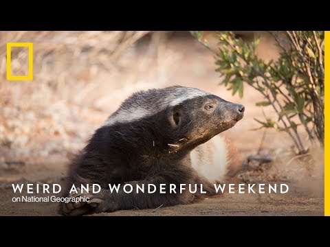 T. Rex Autopsy - Trailer | Nat Geo WILD