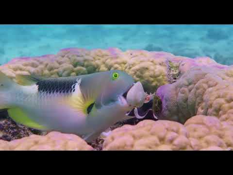 OCEANS 3D: OUR BLUE PLANET Full Trailer - Now Showing