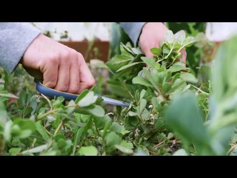 Common Weeds And Wild Edibles Of The World (TRAILER)