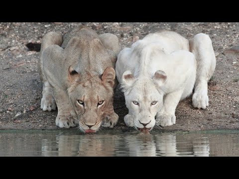 White Lions | Terra Mater Studios (Official Trailer)