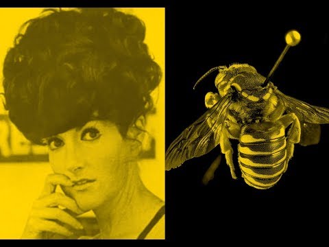 The Beehive | Zanny Begg