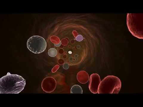 Inside The Human Body - Official Trailer