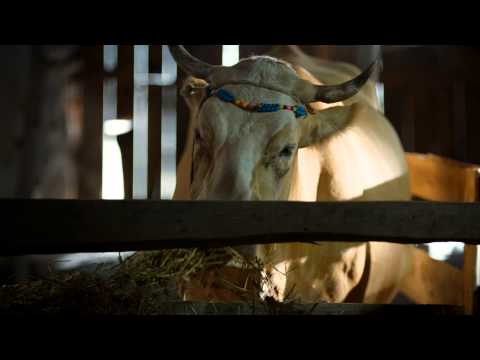 Sürgün İnek | Fragman (Yeni)