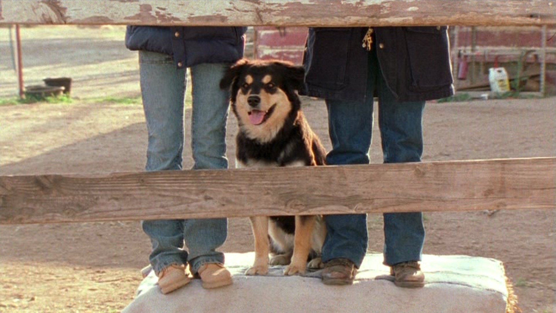 Backdrop for Hollywood, It's a Dog's Life