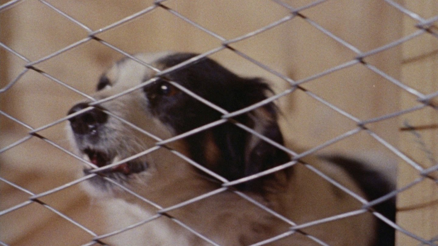 Backdrop for Mondo Cane 2