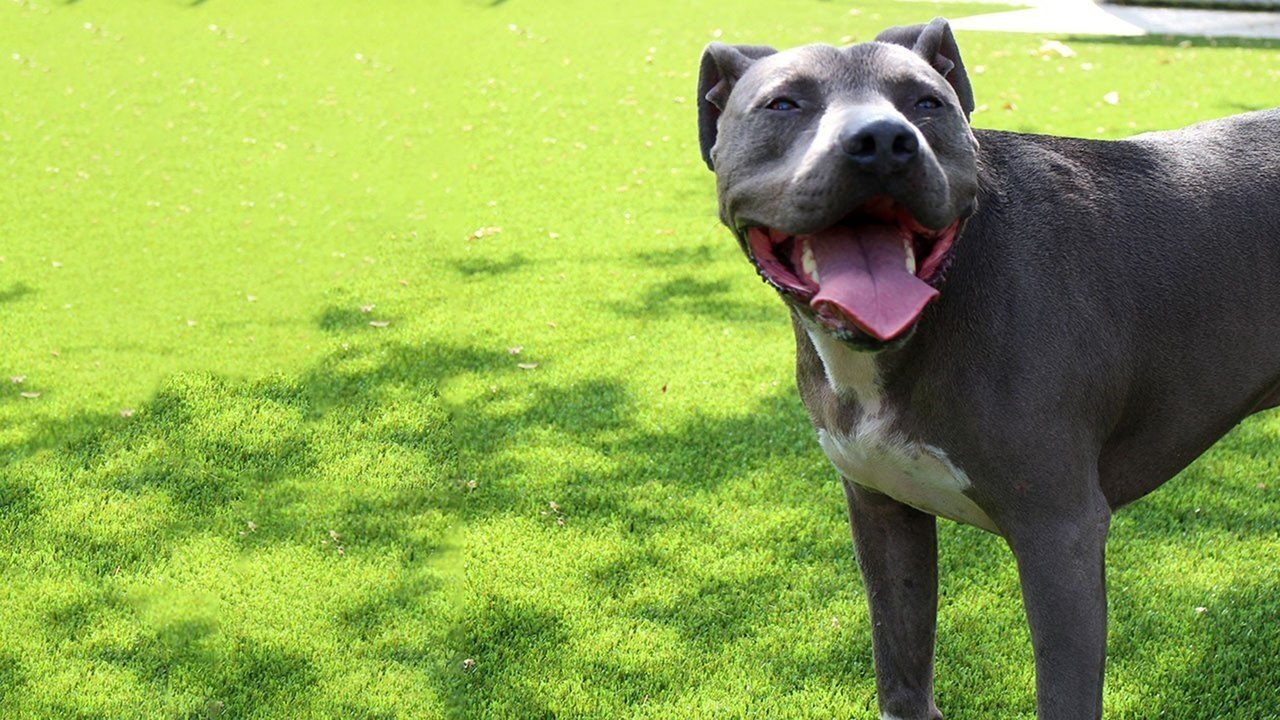 Backdrop for Cesar Millan: Love My Pit Bull