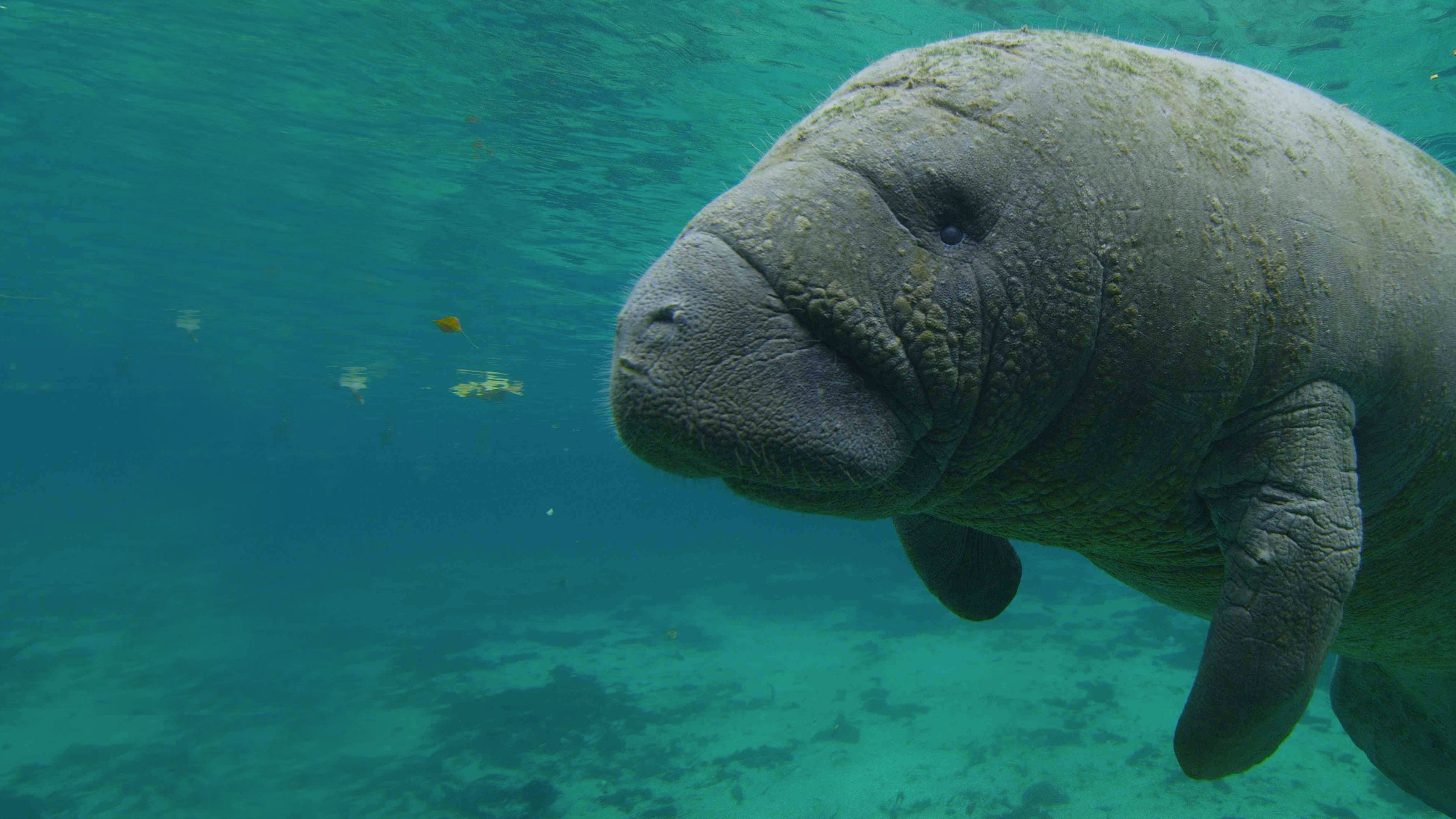 Backdrop for North America's National Parks