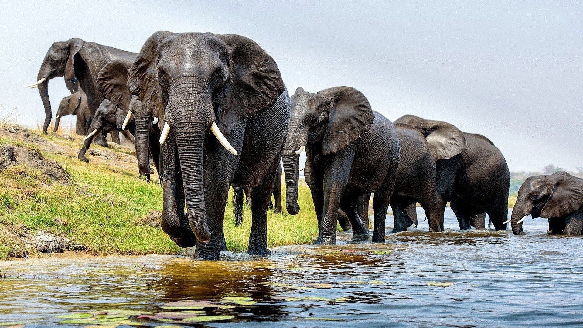 Backdrop for Elefanten hautnah