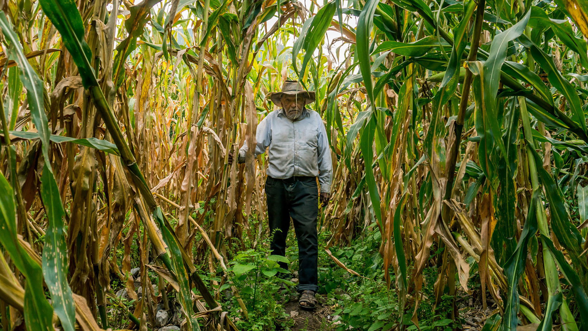 Backdrop for There in the Sky