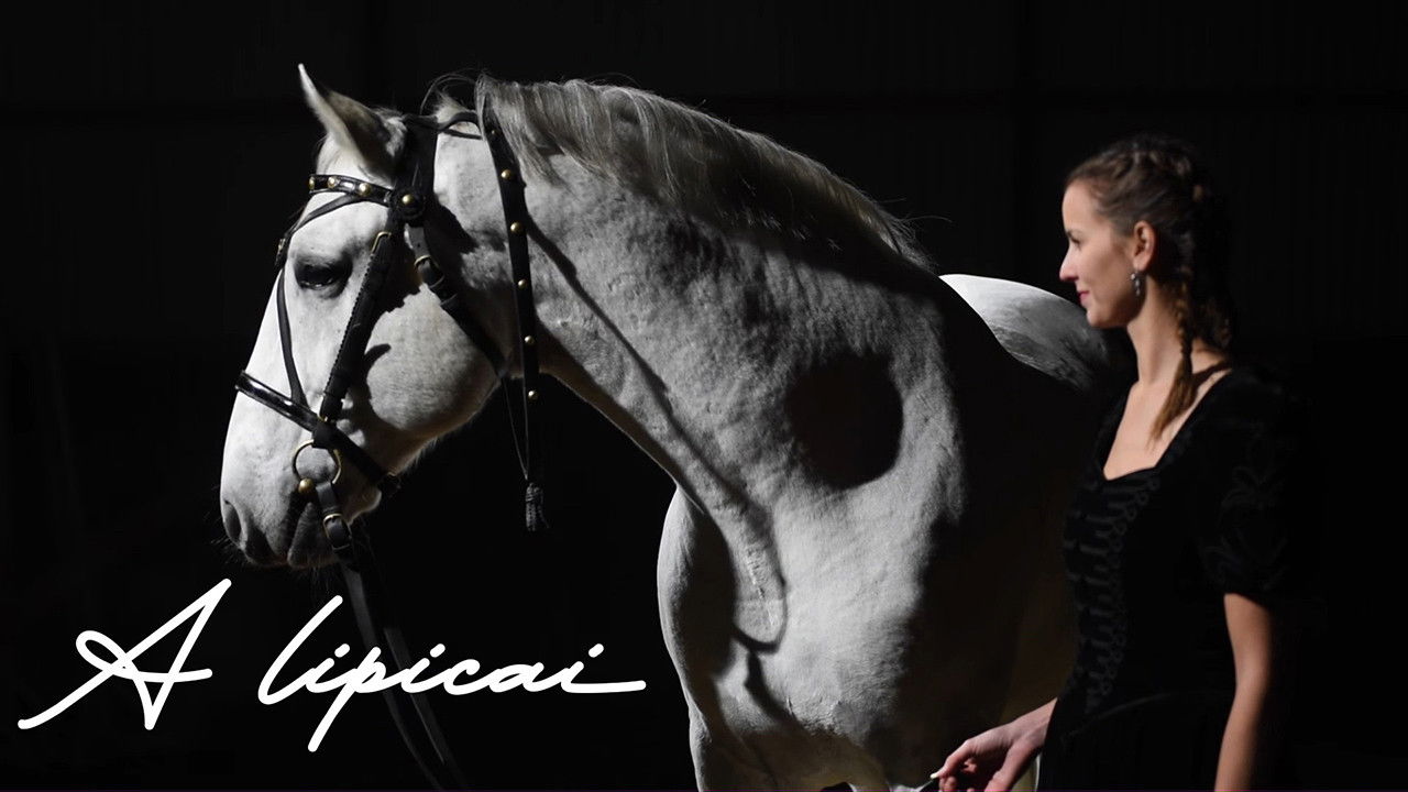 Backdrop for A lipicai