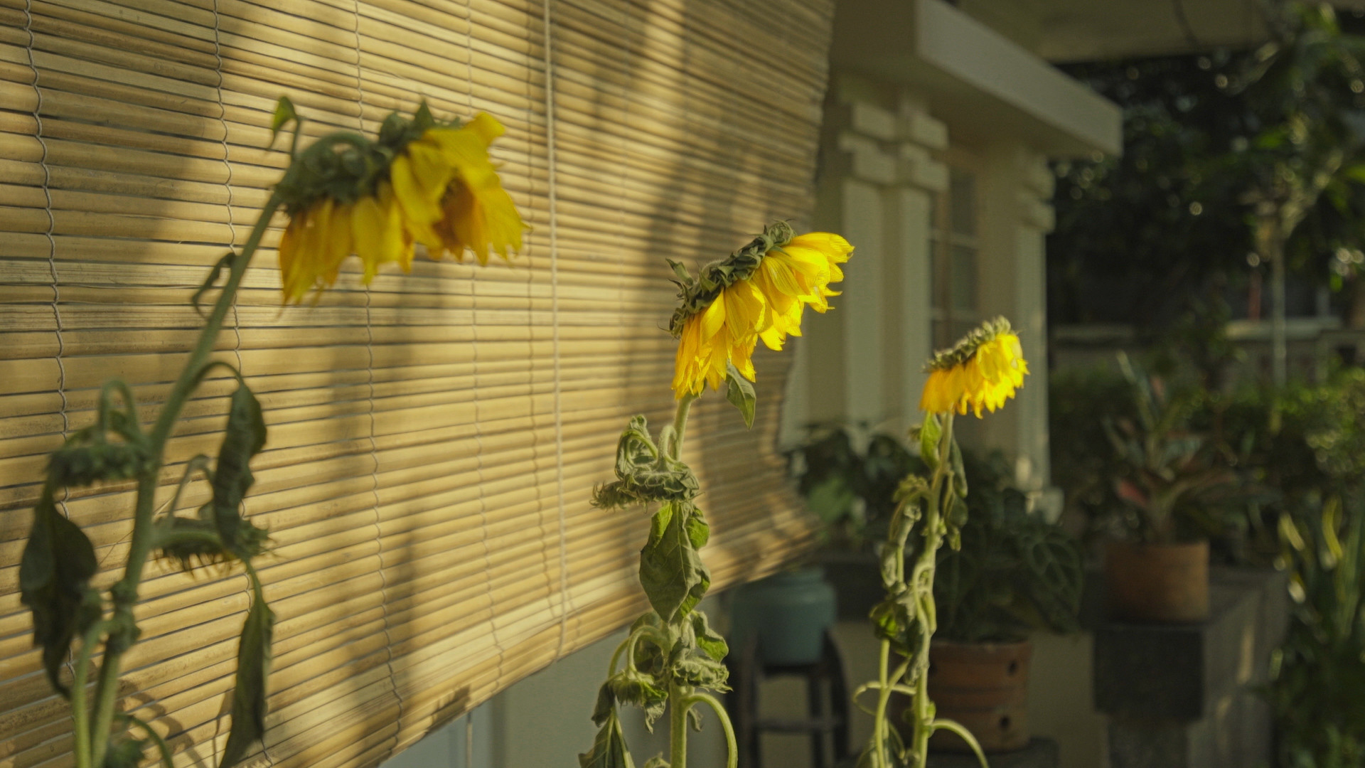 Backdrop for When She Comes Home