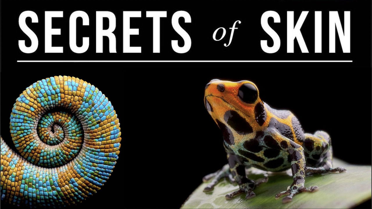 Backdrop for Secrets of Skin