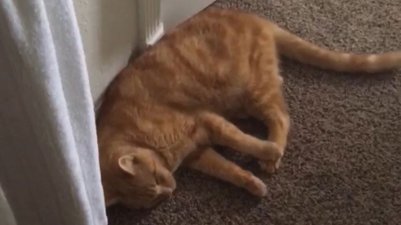 Backdrop for The Adventures of Murphy the Cat #3