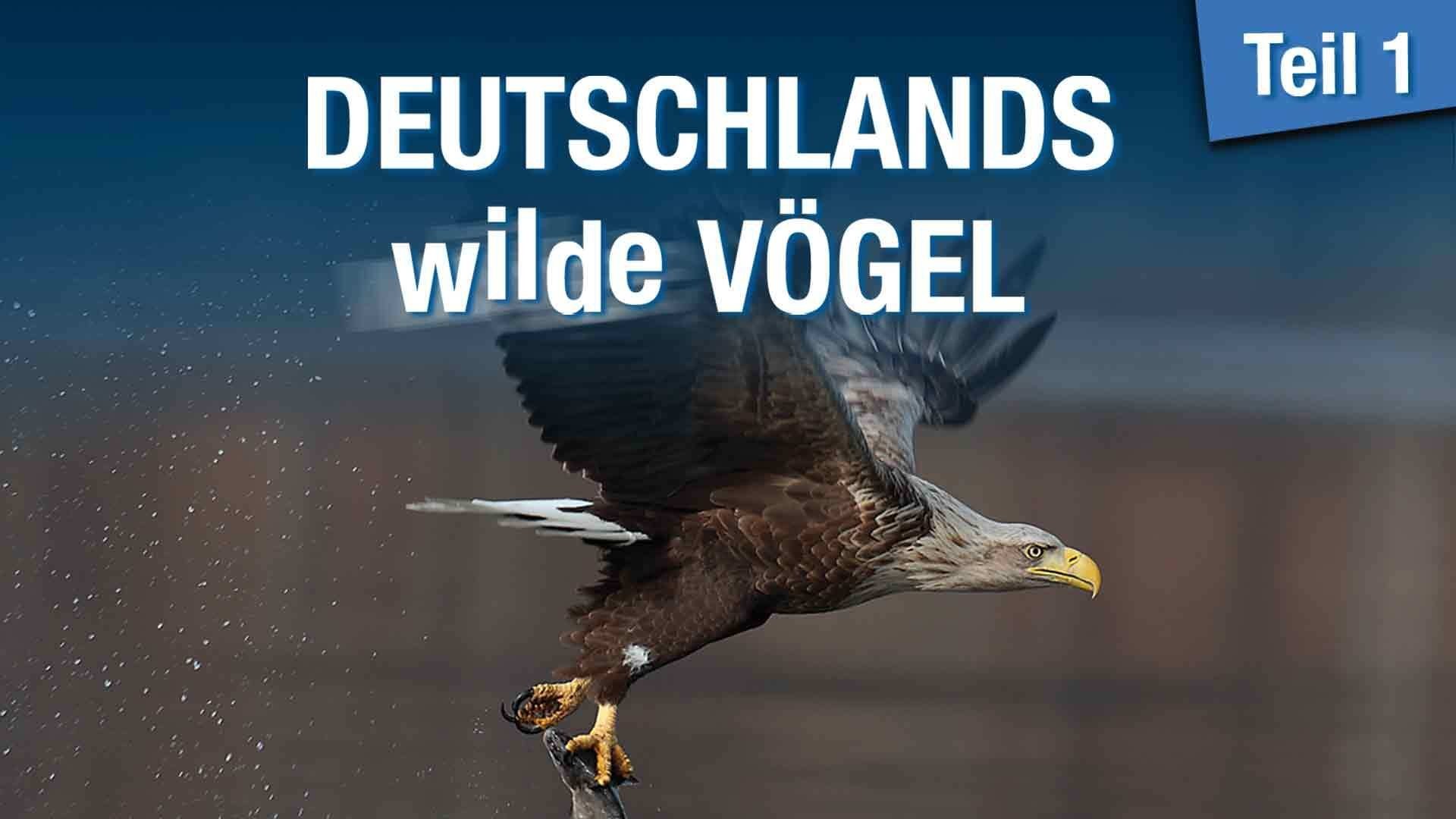 Backdrop for Deutschlands wilde Vögel