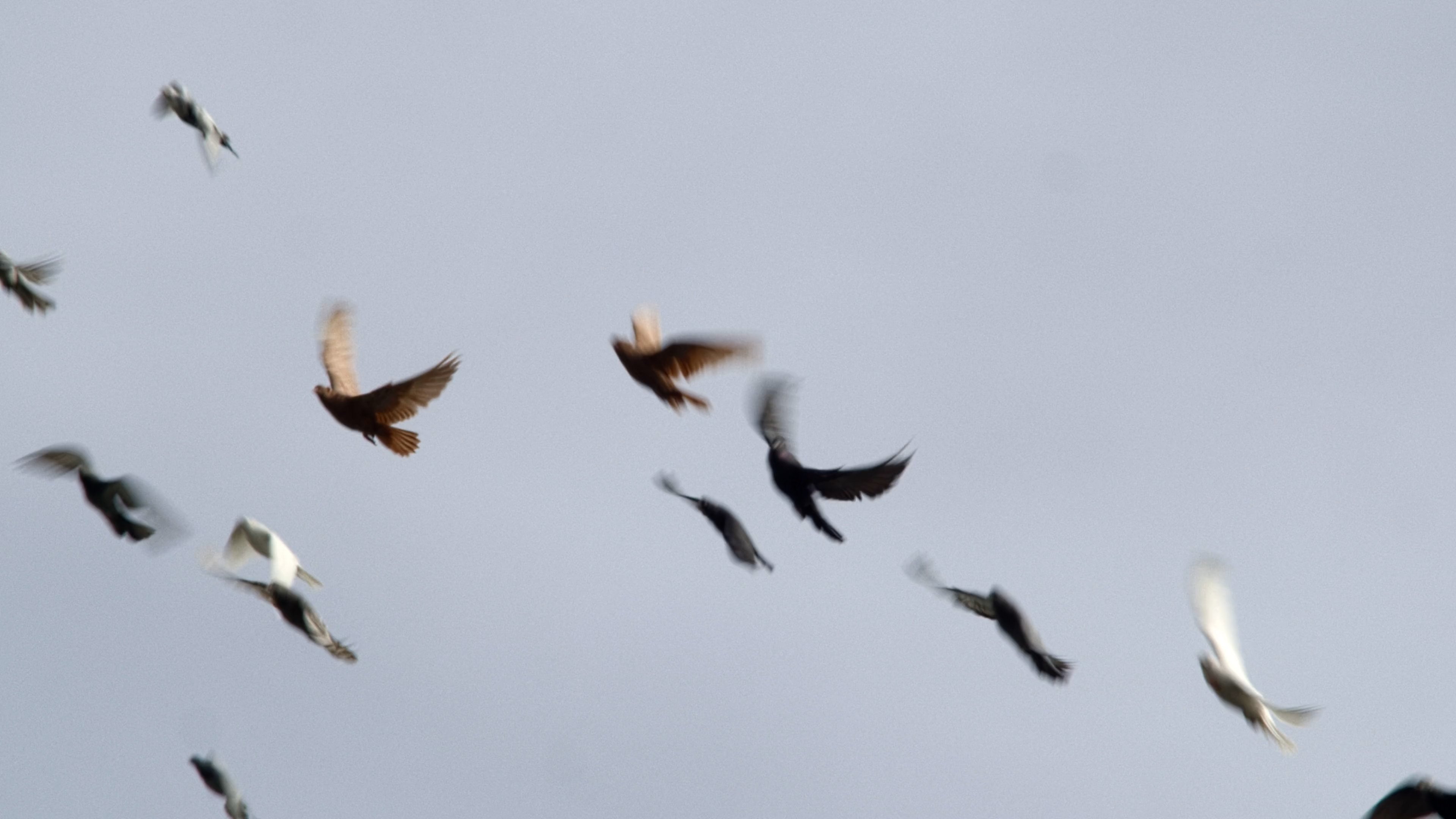 Backdrop for Dovecotes of Kyiv