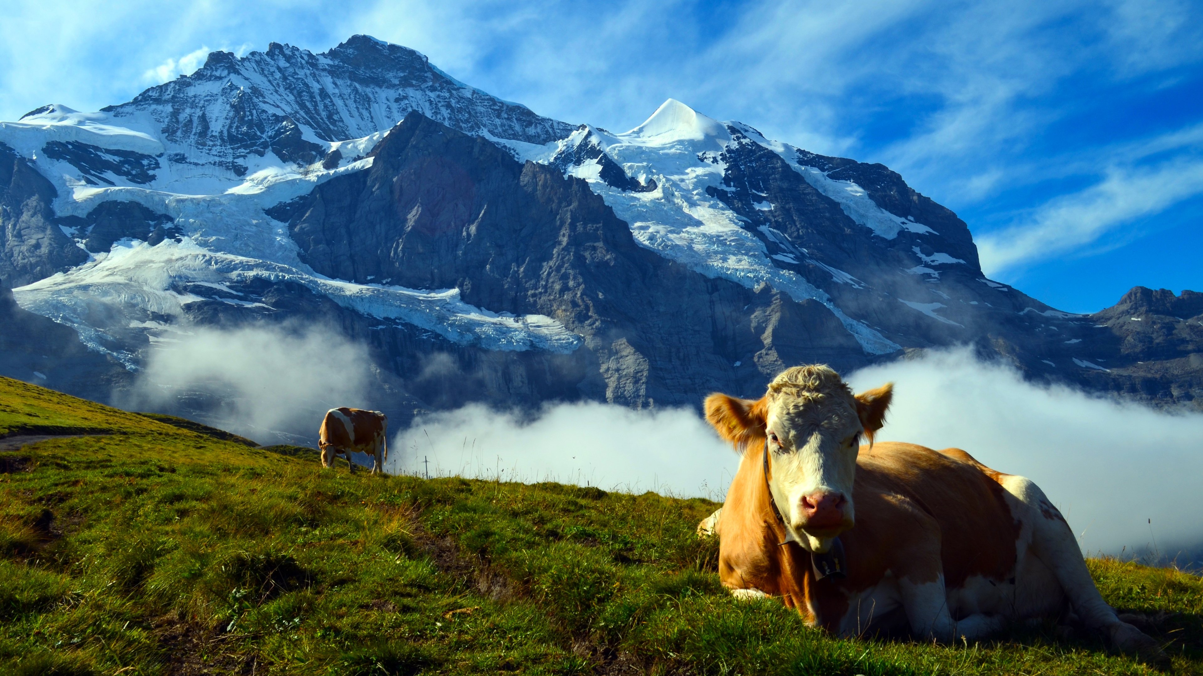 Backdrop for Wild Faces of Switzerland