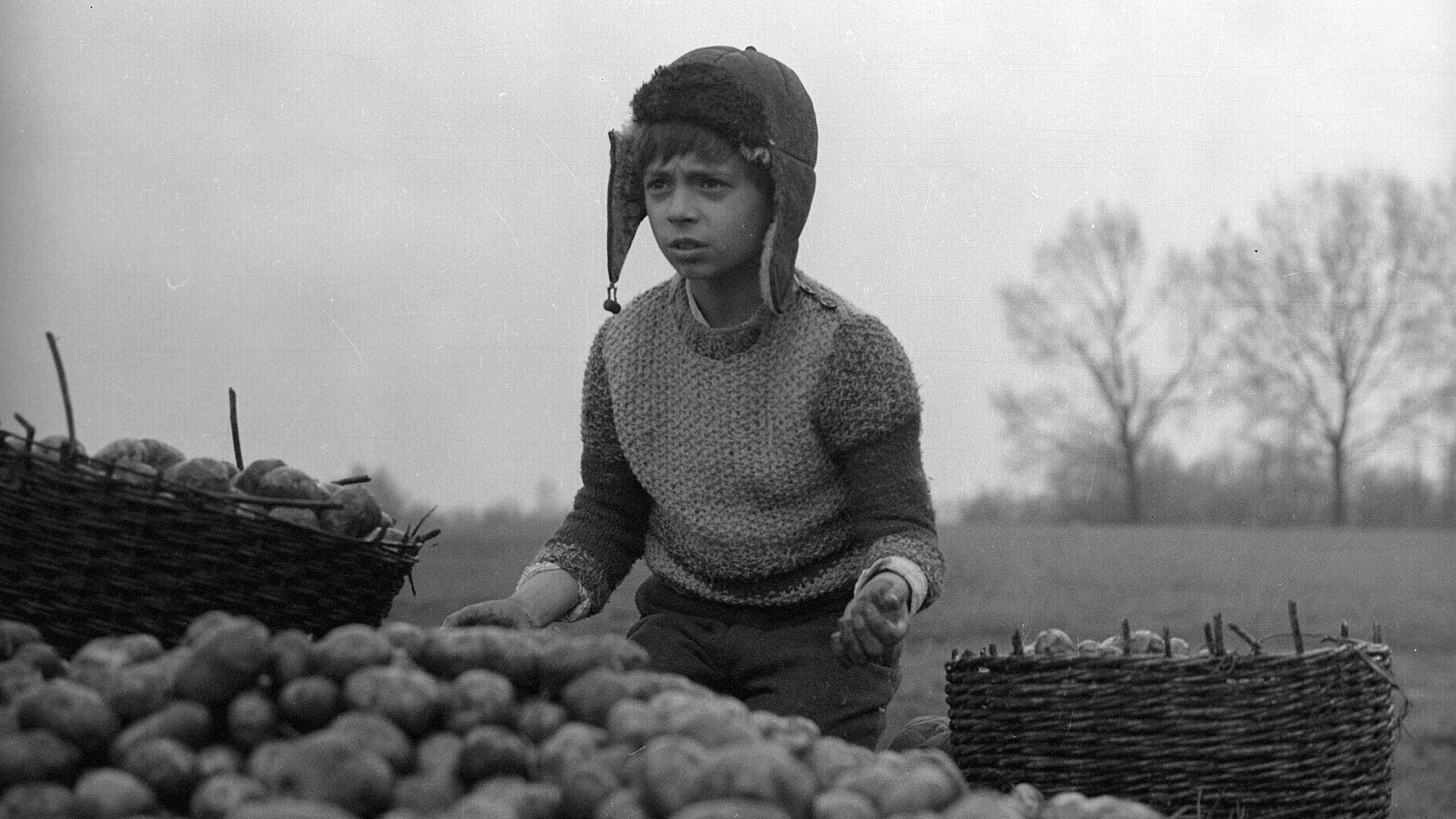 Backdrop for The Linnet