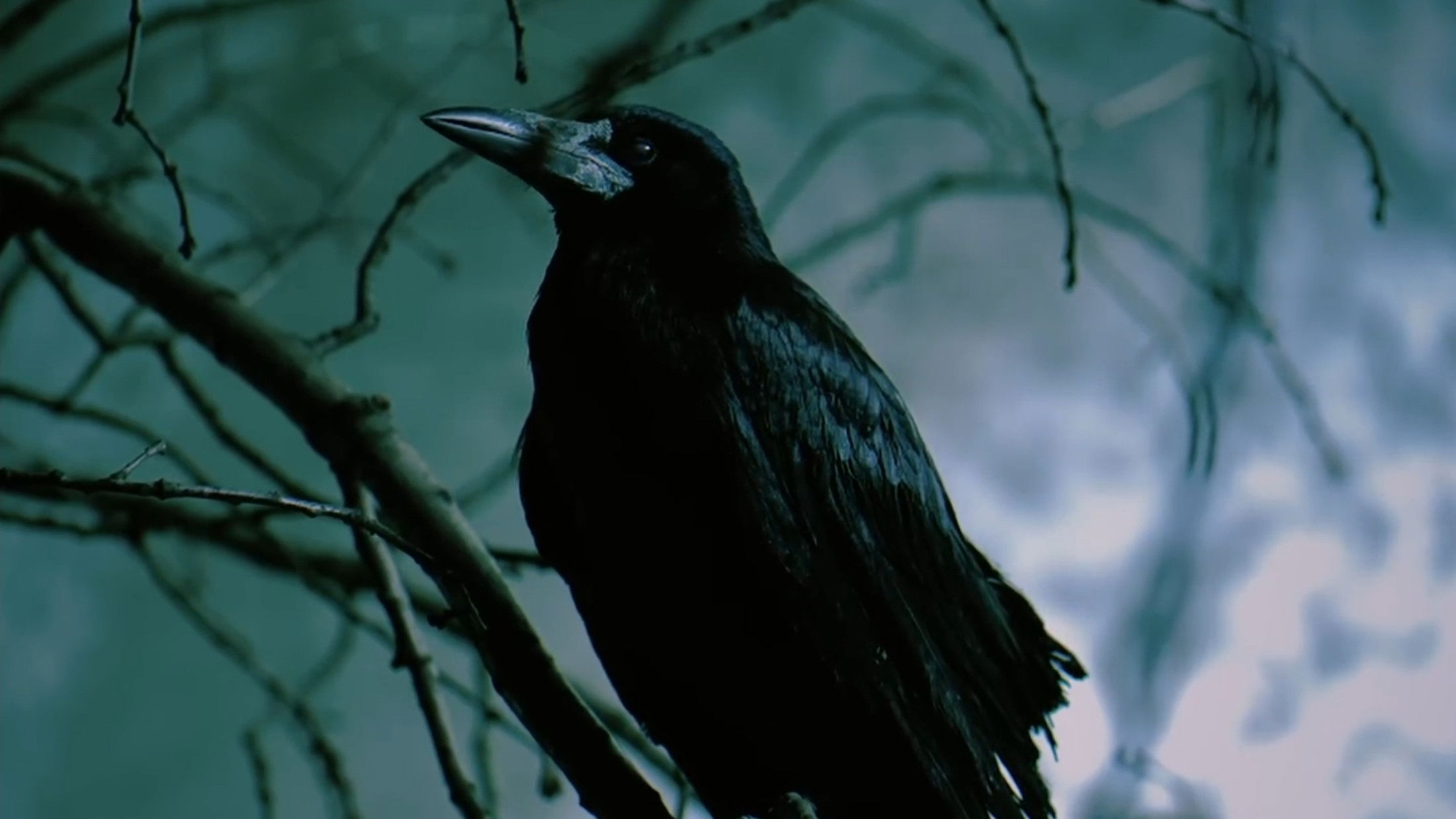 Backdrop for The Buron