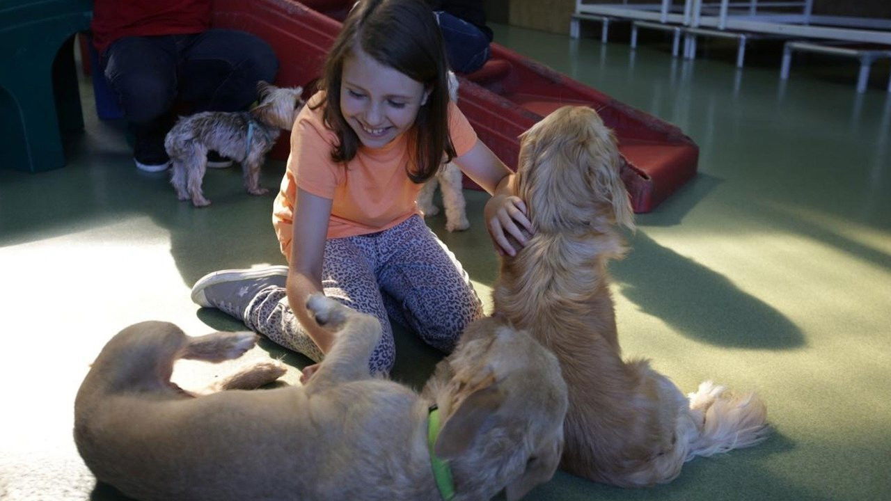 Backdrop for Cesar Millan: Doggie Nightmares