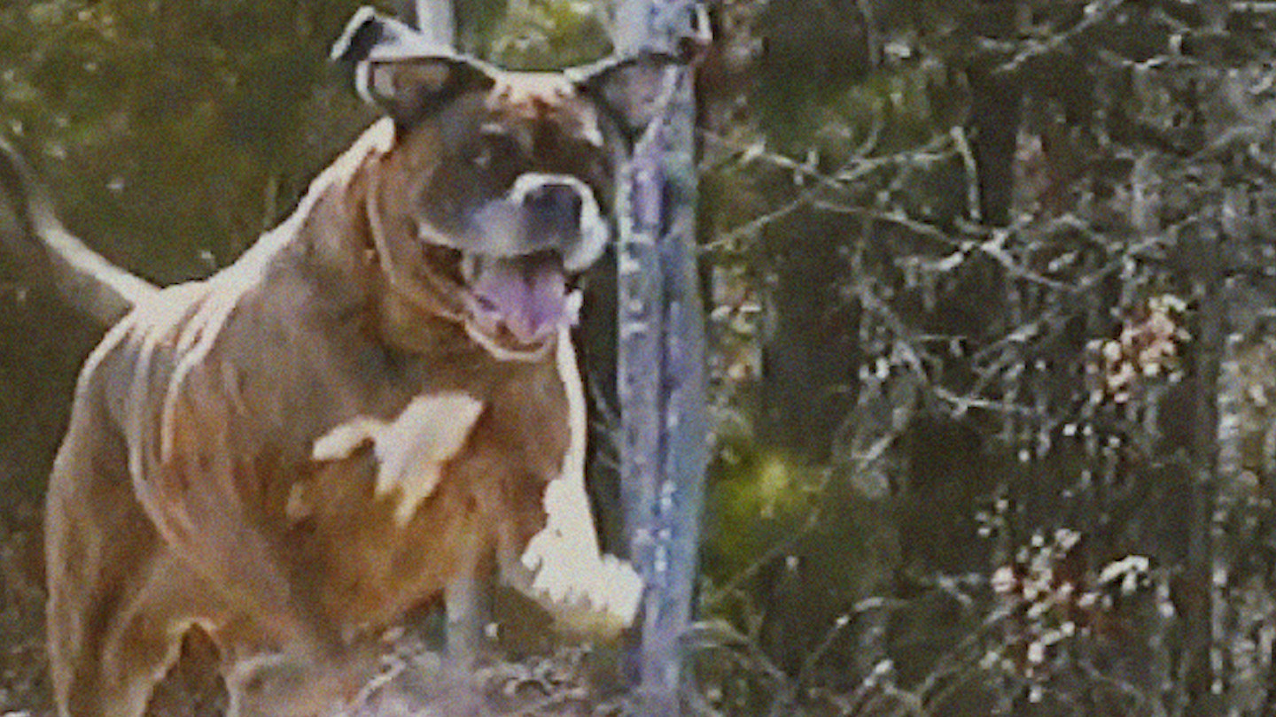 Backdrop for Bonkey: The Mutated