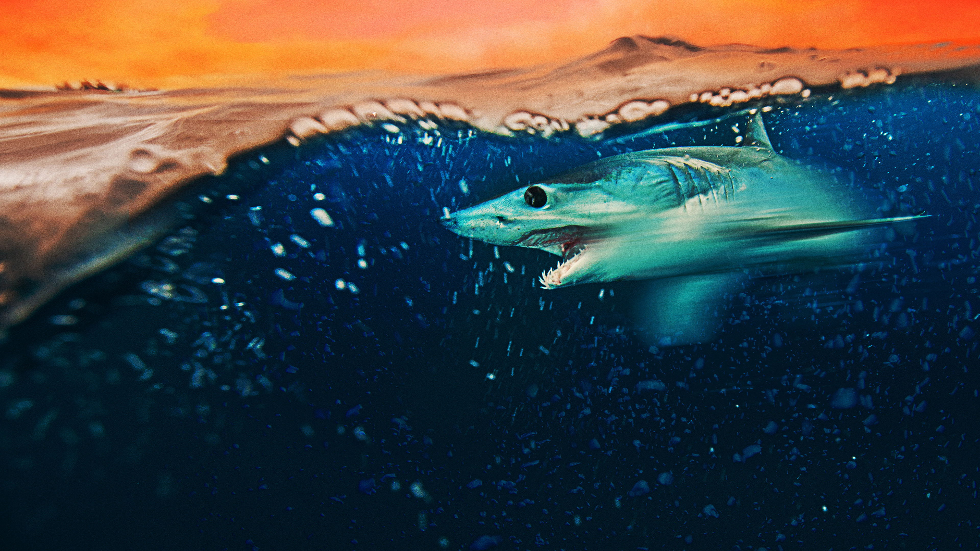 Backdrop for Mako Mania: Battle for California