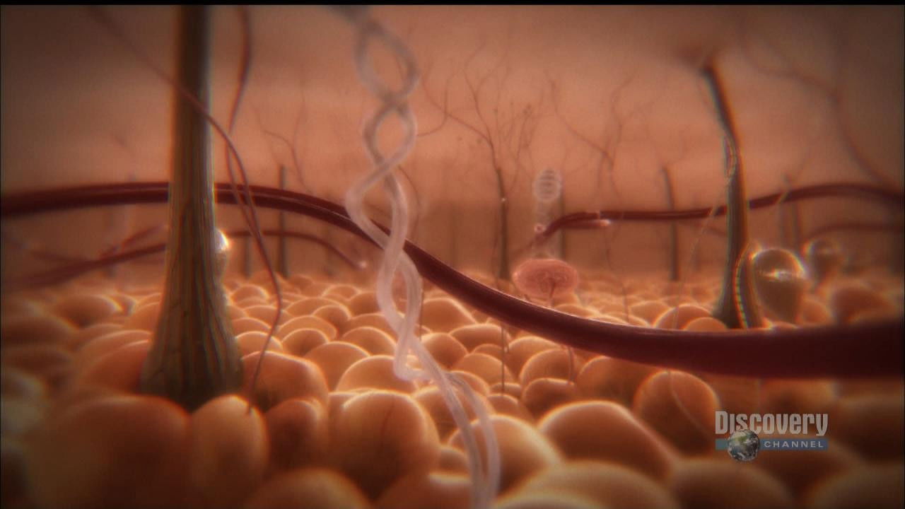 Backdrop for The Human Mind