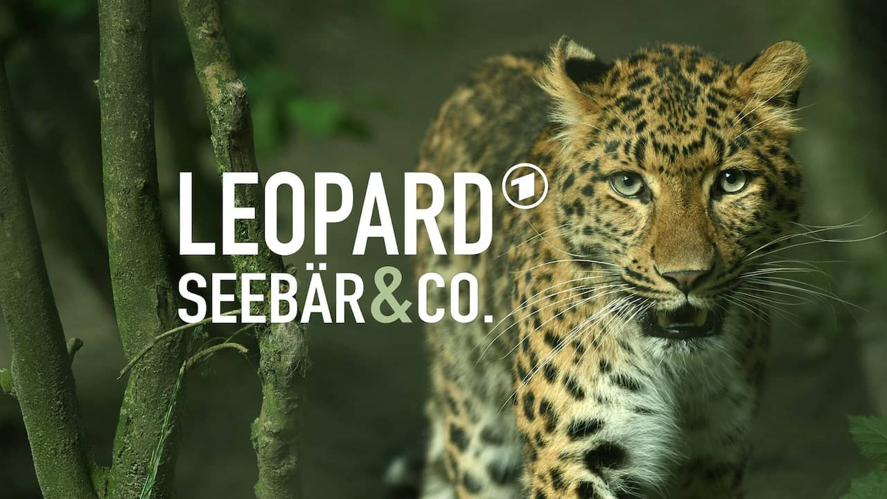 Backdrop for Leopard, Seebär & Co.