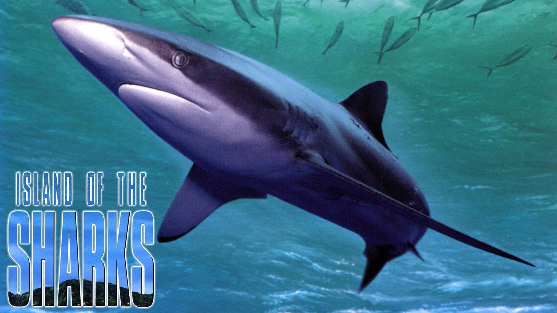 Backdrop for Island of the Sharks