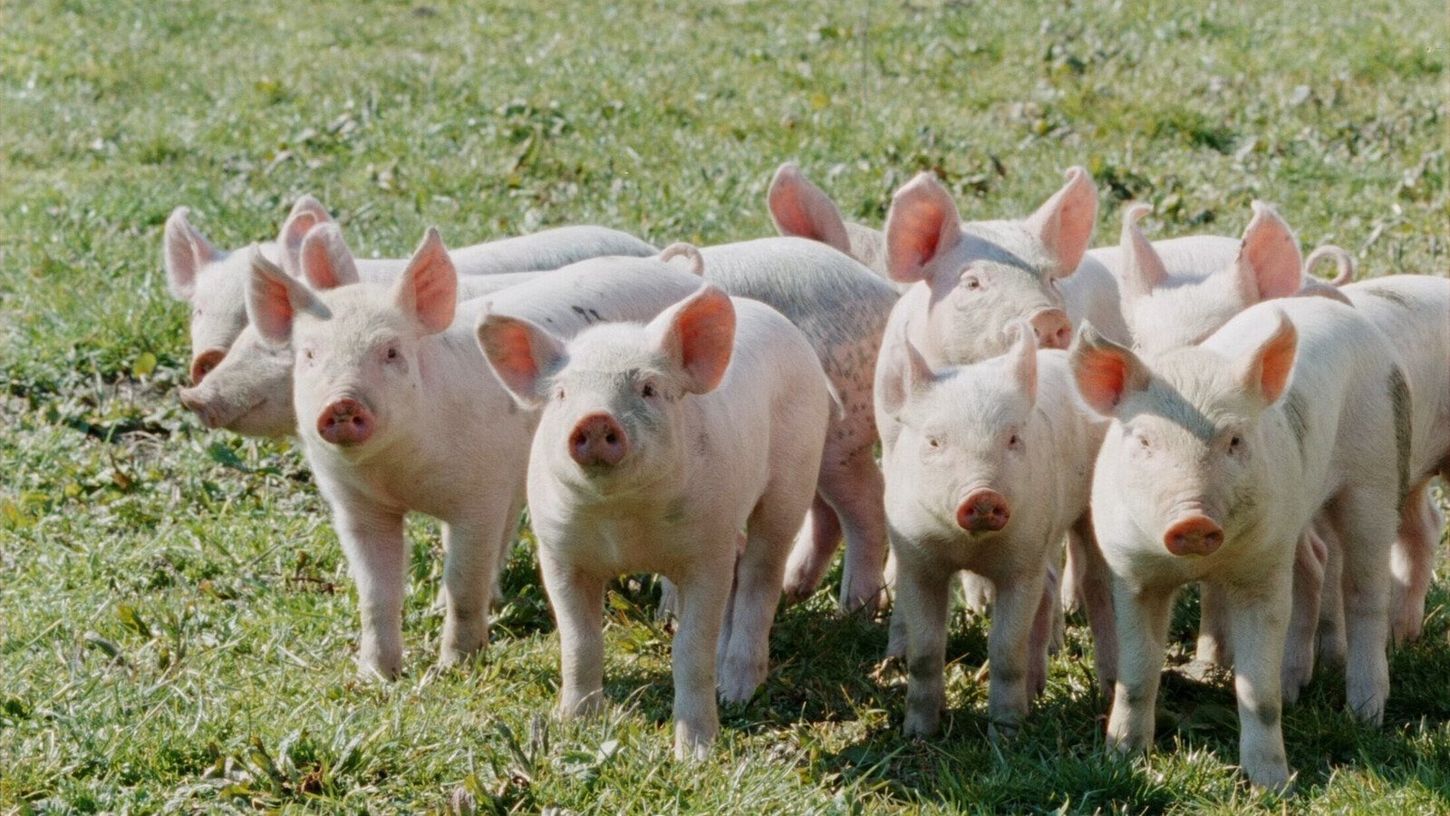 Backdrop for The Eclipse