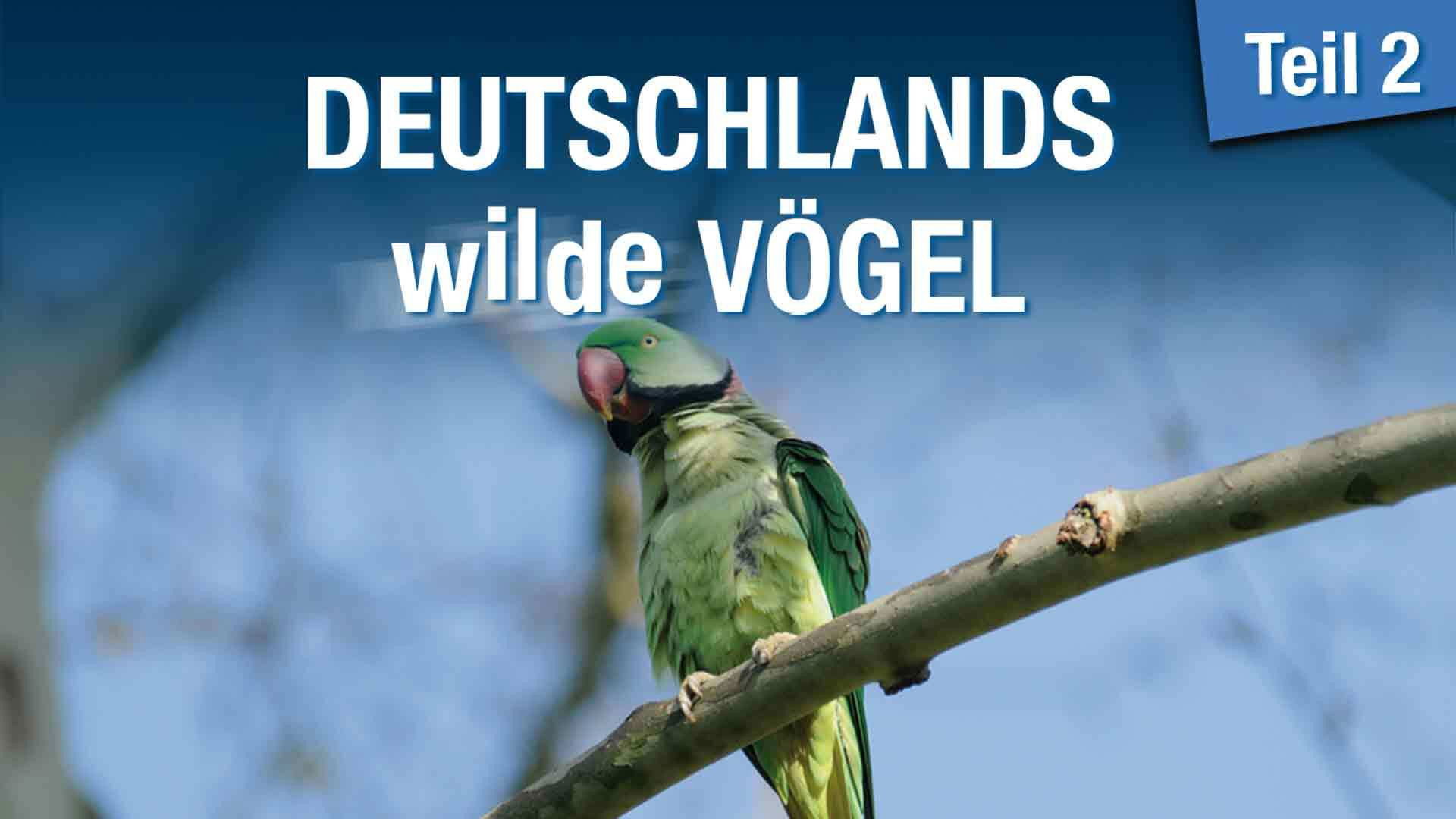 Backdrop for Deutschlands Wilde Vögel 2