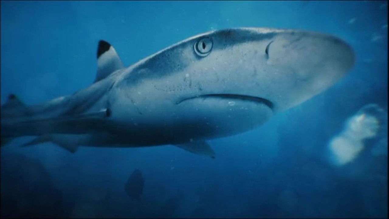 Backdrop for Une saison à Tahiti