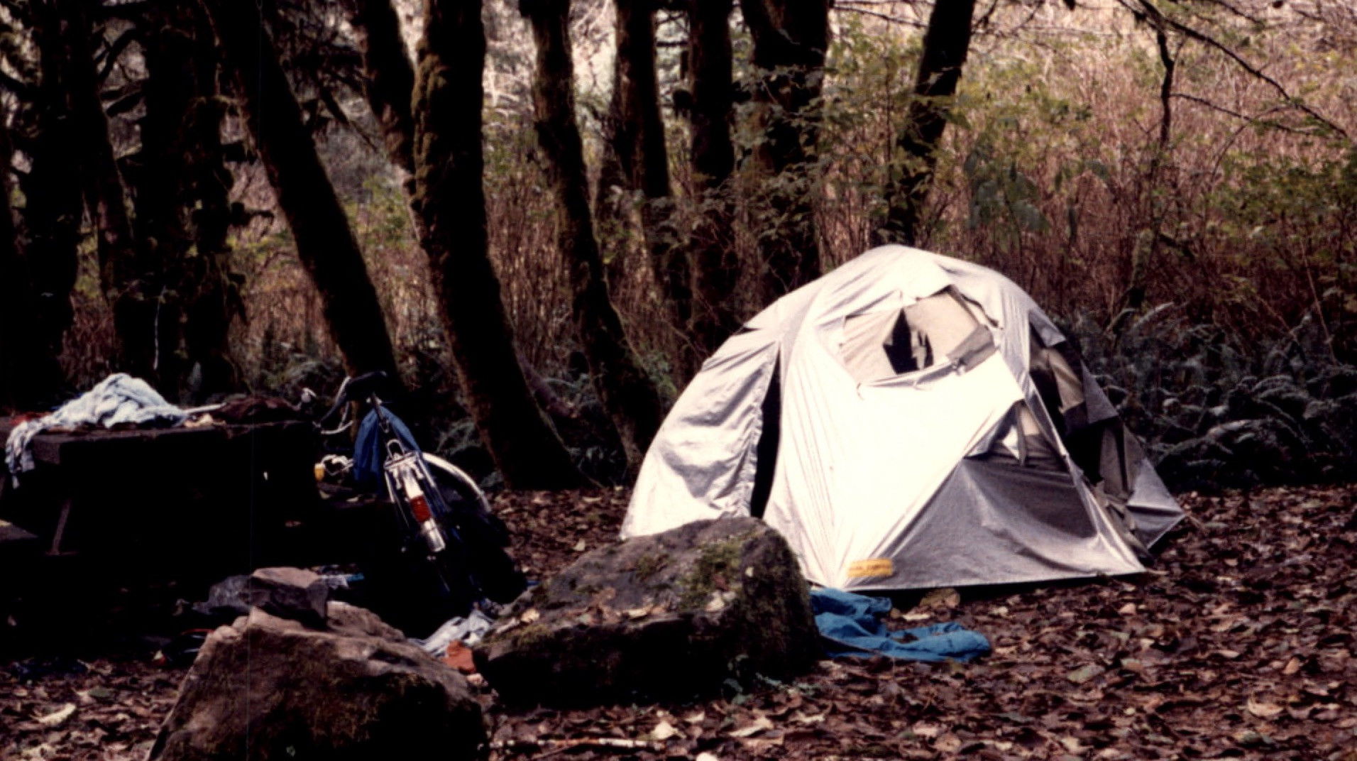 Backdrop for Old Growth Murder